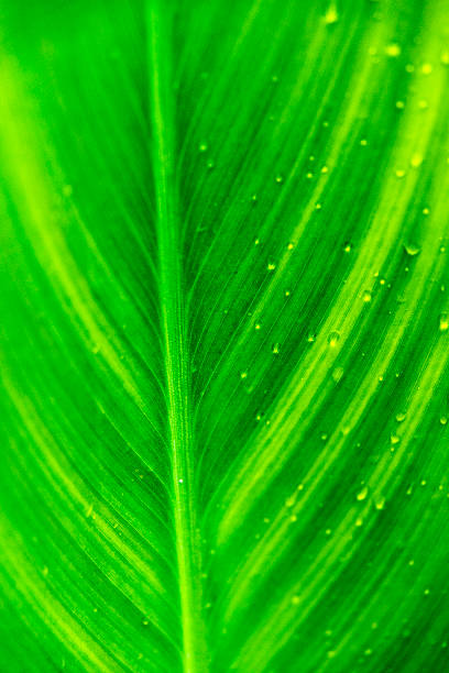 feuilles avec des gouttelettes de pluie - chlorophyll striped leaf natural pattern photos et images de collection