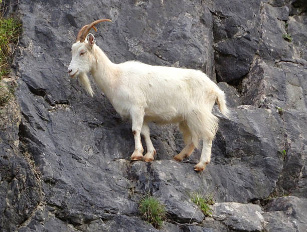 Photo showing a wild, white mountain goat climbing on the rocks / cliff-face.  These domestic goats were actually introduced to the area (Burrington Combe, Somerset, England, UK) many decades ago, in a successful attempt to keep the weeds, bushes and seedling trees at bay, and the attractive rock face / gorge clear.  They have thrived and established a small group in the wild, becoming something of a tourist attraction as they confidently climb the dangerous, steep cliffs.