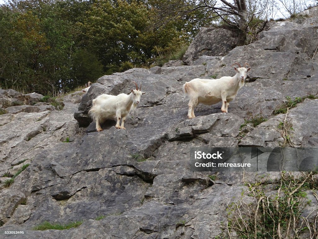 Two wild, white mountain goats climbing on steep rocks, cliff-face Photo showing two, white mountain goats climbing on the rocks / cliff-face.  These domestic goats were actually introduced to the area (Burrington Combe, Somerset, England, UK) many decades ago, in a successful attempt to keep the weeds, bushes and seedling trees at bay, and the attractive rock face / gorge clear.  They have thrived and established a small group in the wild, becoming something of a tourist attraction as they confidently climb the dangerous, steep cliffs. 2015 Stock Photo