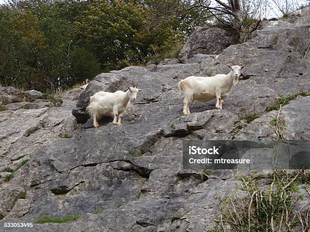 Two Wild White Mountain Goats Climbing On Steep Rocks Cliffface Stock Photo - Download Image Now