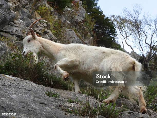 Image Of Wild White Mountain Goat Climbing On Rocks Cliffface Stock Photo - Download Image Now