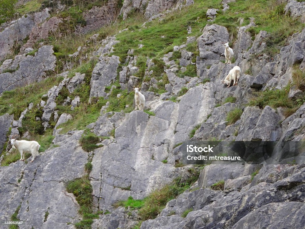 Four wild, white mountain goats climbing on steep rocks, cliff-face Photo showing a small group of four wild, white mountain goats climbing on the rocks / cliff-face.  These domestic goats were actually introduced to the area (Burrington Combe, Somerset, England, UK) many decades ago, in a successful attempt to keep the weeds, bushes and seedling trees at bay, and the attractive rock face / gorge clear.  They have thrived and established a small group in the wild, becoming something of a tourist attraction as they confidently climb the dangerous, steep cliffs. 2015 Stock Photo