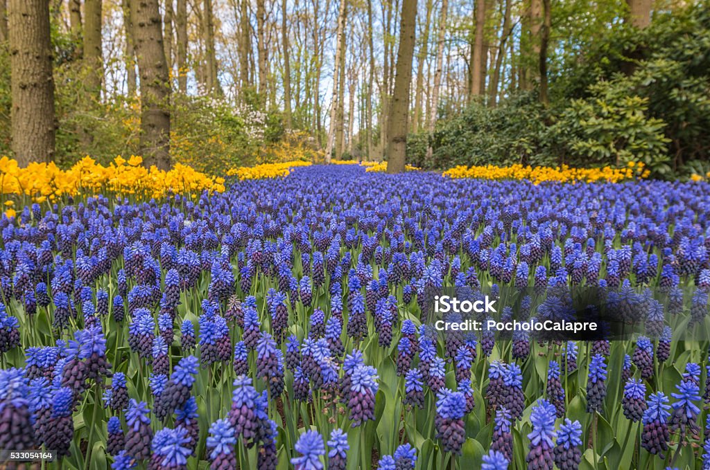 Blue Flowers, Spring in Holland Holland Backgrounds Stock Photo