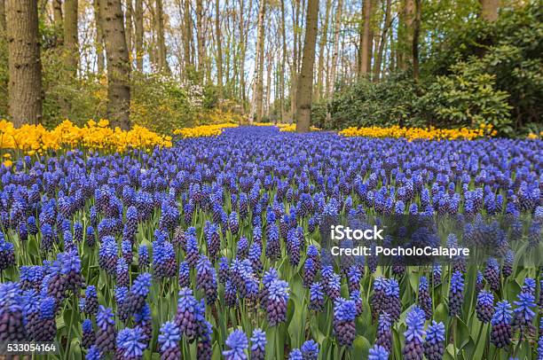 Blue Flowers Spring In Holland Stock Photo - Download Image Now - Backgrounds, Beauty In Nature, Blossom