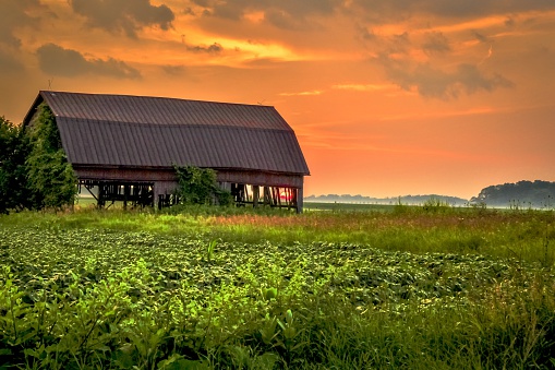 Sunsets over an abandoned barn in America's heartland. This Midwest landscape features a farmers field in the foreground and a sunset horizon as the backdrop.