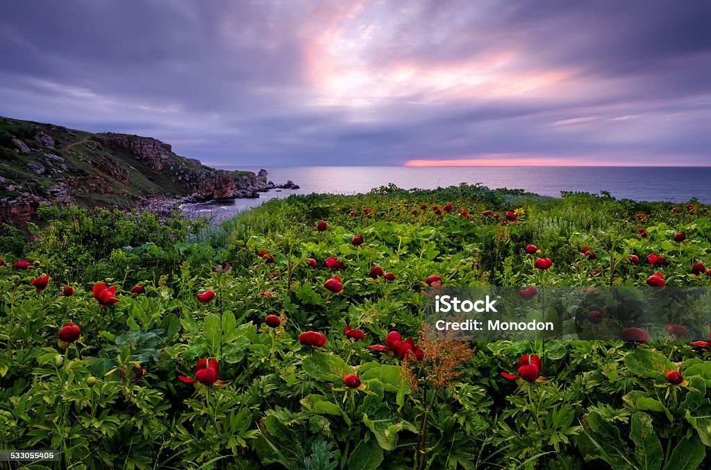 Peony Field Before Sunrise Peony Field Before Sunrise in wildlife sanctuary "Yailata"... Agricultural Field Stock Photo