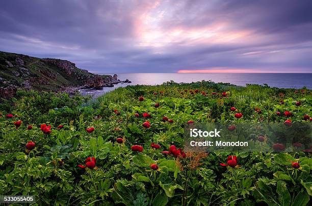 Peony Field Before Sunrise Stock Photo - Download Image Now - Agricultural Field, Peony, 2015