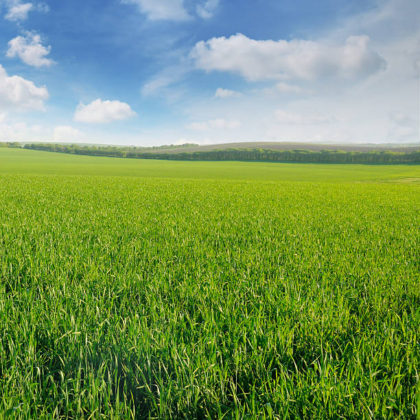 istock green field and blue sky 533055998