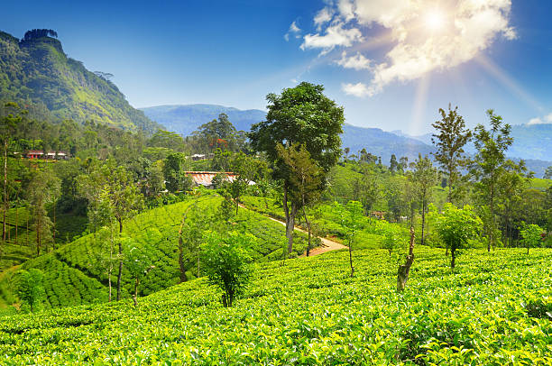 istock tea plantation on the hills 533056248