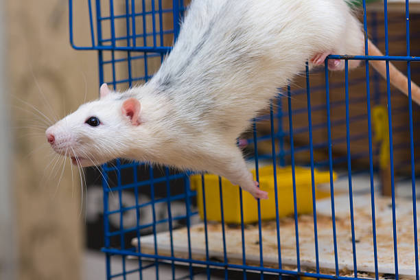 istock out of a cage 533057226