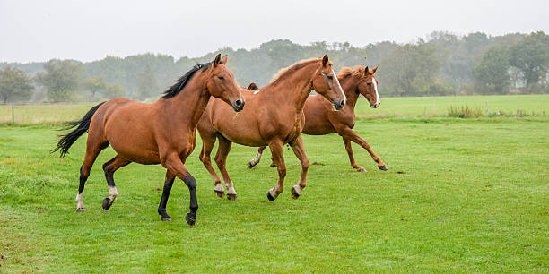 tree horses in morning fog stock photo