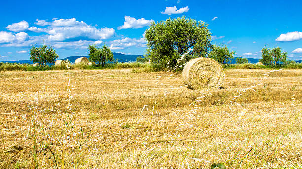 круглые тюков на сено, в поле - clover field blue crop стоковые фото и изображения