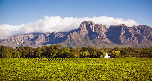 Stellenbosch winelands Classic landscape of vineyard, estate house and mountains near to Stellenbosch in the Western Cape, South Africa stellenbosch stock pictures, royalty-free photos & images