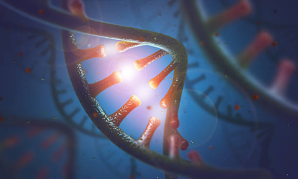 adn et les molécules à arn - chromatid photos et images de collection