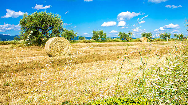 круглые тюков на сено, в поле - clover field blue crop стоковые фото и изображения