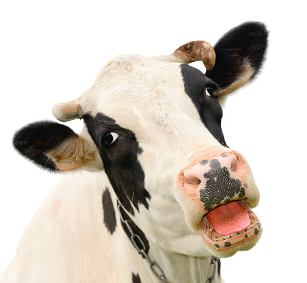 Divertido Lindo Hablando De Vaca Aislado Sobre Blanco Foto de stock y más  banco de imágenes de Ganado domesticado - iStock