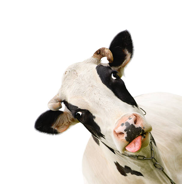 istock Funny cute talking cow isolated on white 533059790