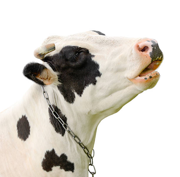 istock Funny cute talking cow isolated on white 533059968