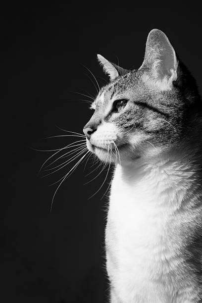 poderoso gato - imponent imagens e fotografias de stock