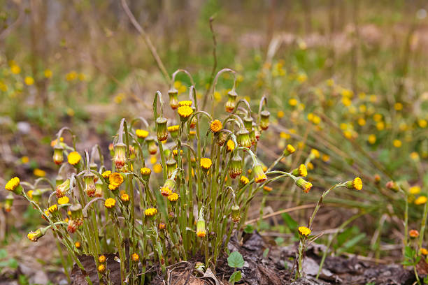 istock Yellow coltsfoot flowers 533060410