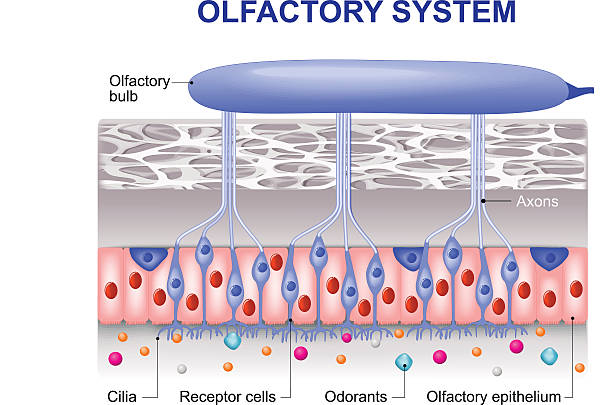 обонятельная система - human nose smelling scented unpleasant smell stock illustrations
