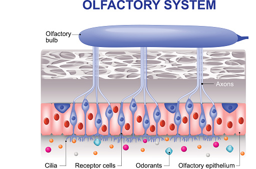 olfactory system