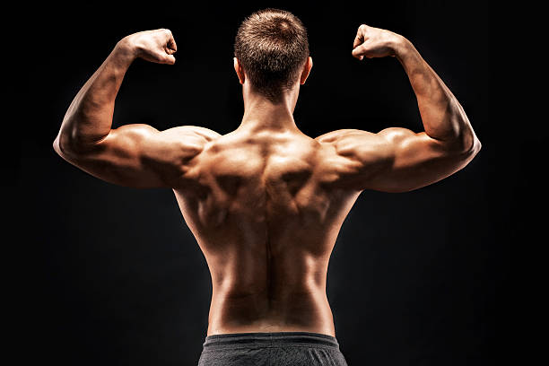 istock Rear view of muscular young man showing back, biceps muscles 533061834