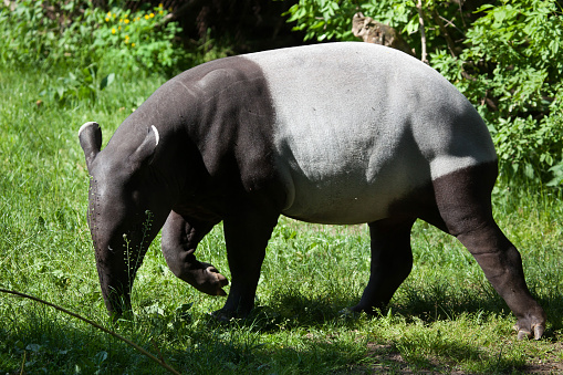 Malayan tapir (Tapirus indicus), also called the Asian tapir. Wildlife animal.