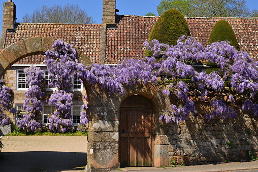 Jersey, U.K.- May 14, 2016: A traditionally Jersey granite cottage once a farmhouse with blooming Wisteria flowers over the arched entrance in the Parish of Trinity.