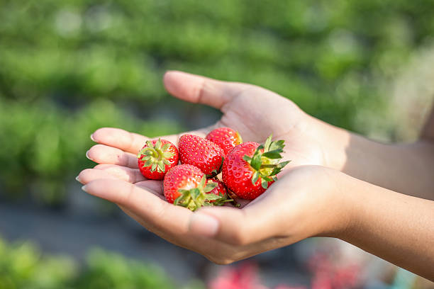 Strawberry stock photo