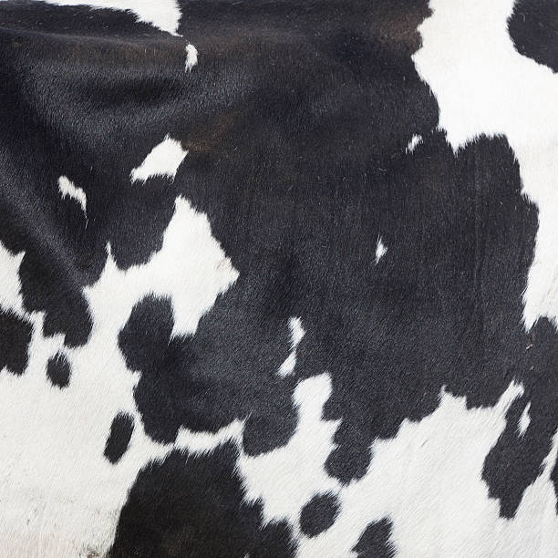 istock black and white spots on side of cow 533063170