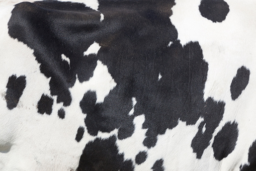 Blanco y negro manchas en el lateral de vaca photo