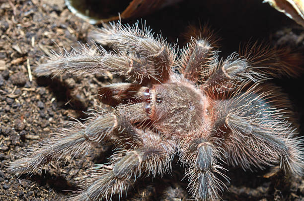 istock Portrait of tarantula spider (Lasiodora parahybana) macro. 533063562
