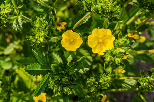 Potentilla recta, sulphur cinquefoil, rough-fruited cinquefoil.