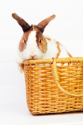 Spotted bunny in a basket on wooden background