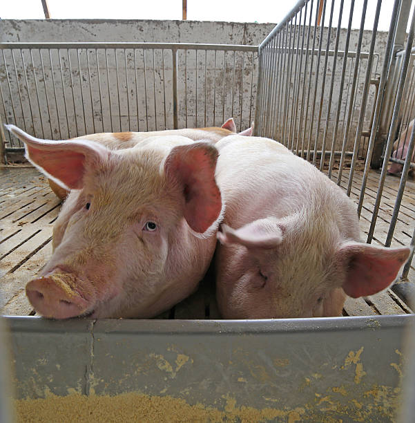 istock fat pigs in a sty on a farm 533064606
