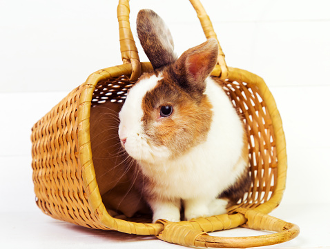 Cute ginger bunny in a basket on wooden background