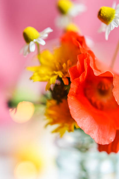 abstract bouquet with chamomile, poppy and hawkweed flowers