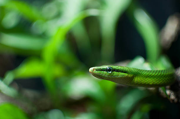 зеленая змея крупным планом в траве - angusticeps стоковые фото и изображения