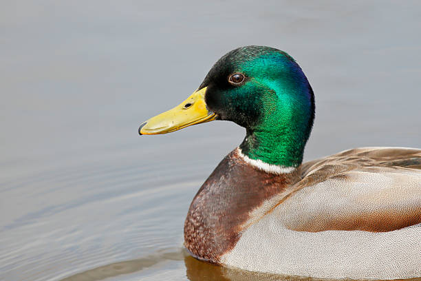 istock Mallard (Anas platyrhynchos) drake in water, Netherlands 533066822