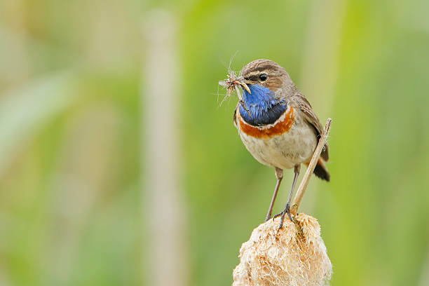 istock Bluethroat (Luscinia svecica) sittng in reed with prey, The Netherlands 533066966