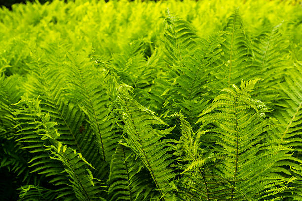 Matteuccia struthiopteris (L.) Todaro. Matteuccia struthiopteris (L.) Todaro fern species belonging to the family Onocleaceae. fiddle head stock pictures, royalty-free photos & images