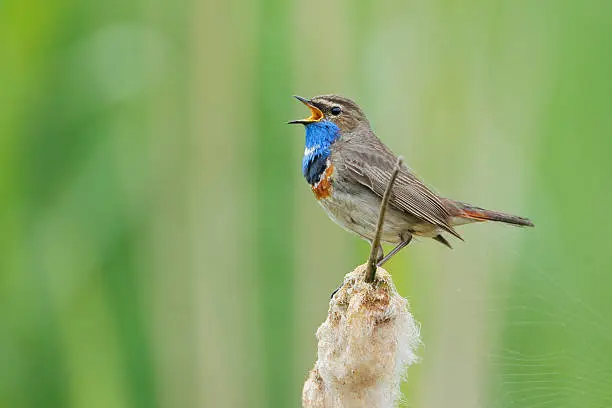 Bluethroat (Luscinia svecica) singing in reed, The Netherlands