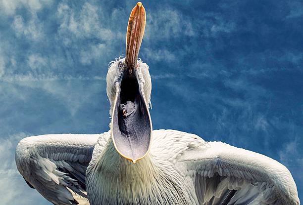 pelican with open beak against the blue sky