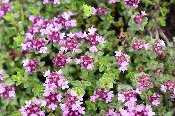 istock Thyme bush on the fild 533068826