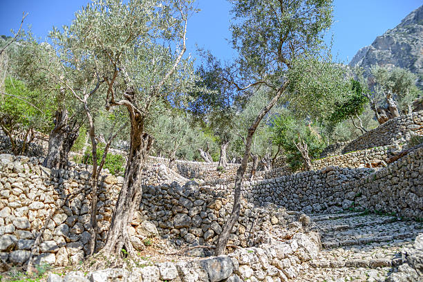 hiking path in the beautiful nature of mallorca stock photo