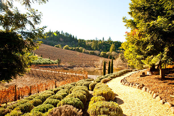 azienda vinivola - vineyard in a row crop california foto e immagini stock