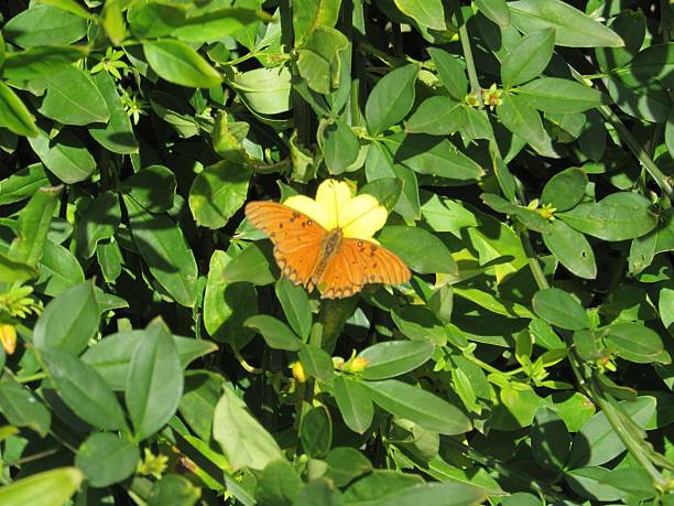 Butterfly pollinating flowers stock photo