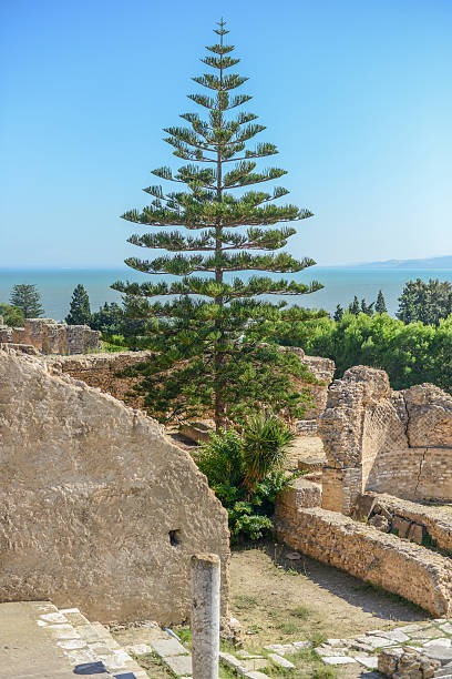 Ruins of Antonine Baths at Carthage, Tunisia stock photo