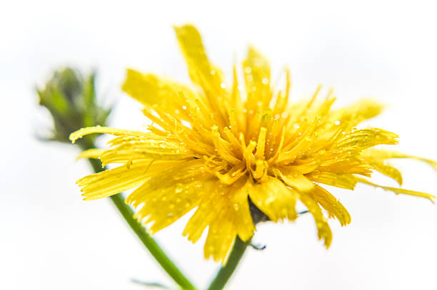 yellow Hawkweed flower macro with dew drops